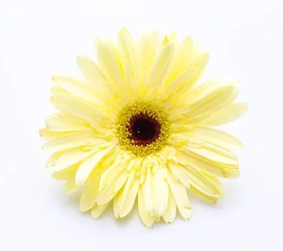 Gerbera Stock Photos