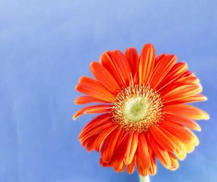 Gerbera Stock Photos