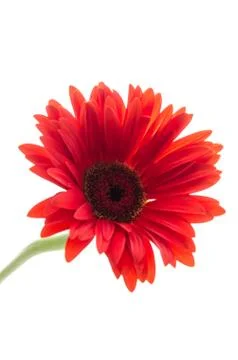 Gerbera Foto stock