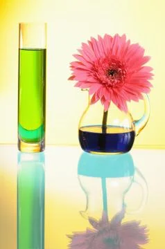 Gerbera Stock Photos