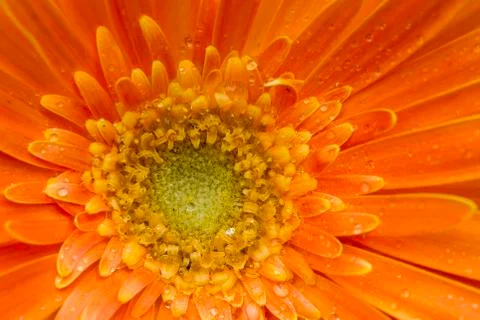 Gerbera Stock Photos