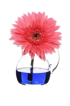 Gerbera Stock Photos