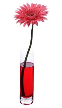 Gerbera Stock Photos
