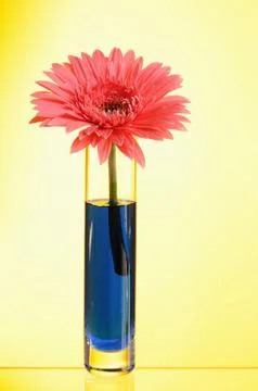 Gerbera Stock Photos
