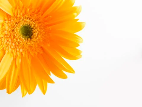 Gerbera Stock Photos