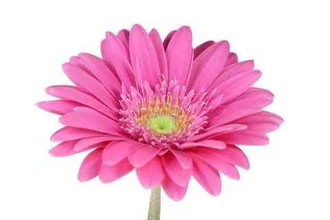 Gerbera 스톡 사진