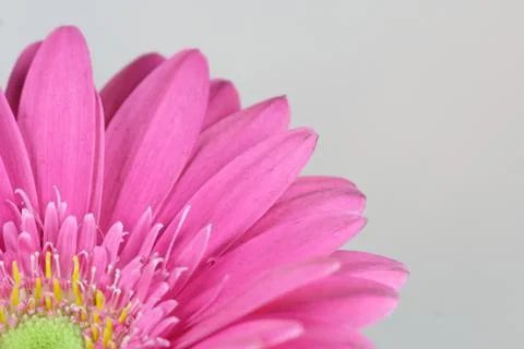 Gerbera Stock Photos