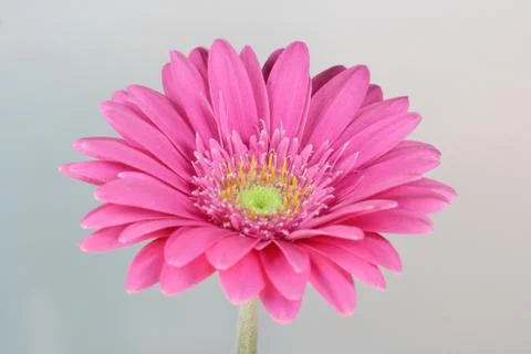 Gerbera Foto stock