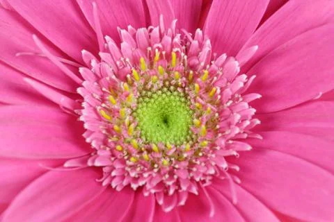 Gerbera Foto stock