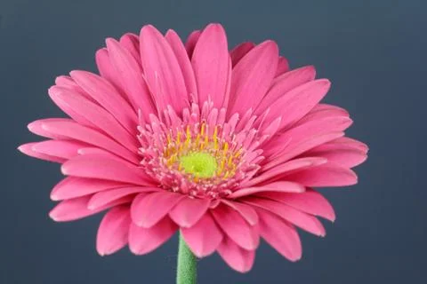 Gerbera Foto stock