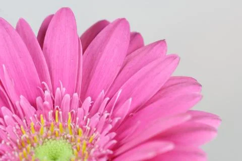 Gerbera Foto stock