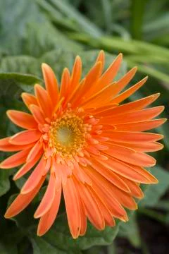Gerbera Stock Photos