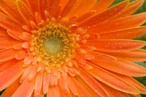 Gerbera Stock Photos