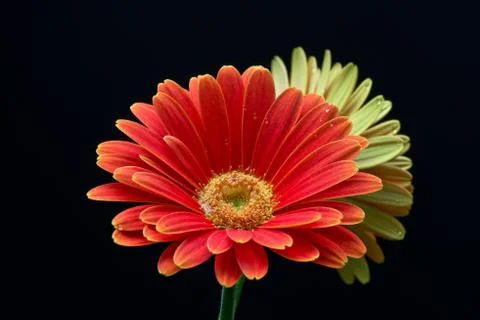 Gerbera Stock Photos