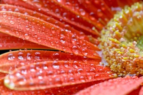 Gerbera Stock Photos