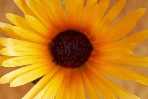 Gerbera 스톡 사진