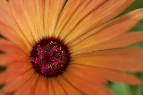Gerbera Stock Photos