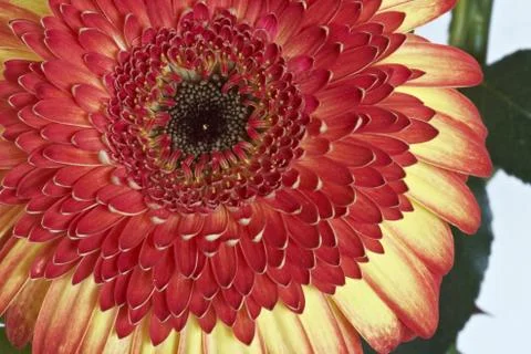 Gerbera Stock Photos