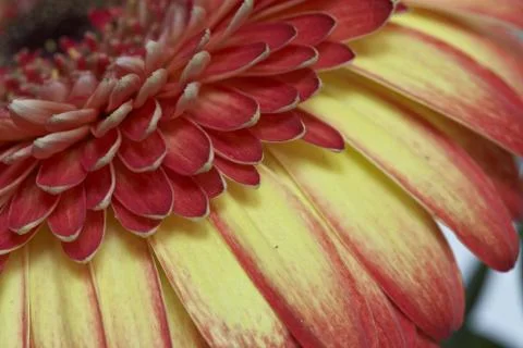 Gerbera Stock Photos