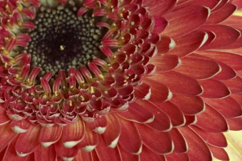 Gerbera Stock Photos