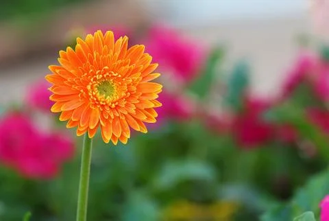 Gerbera Stock Photos