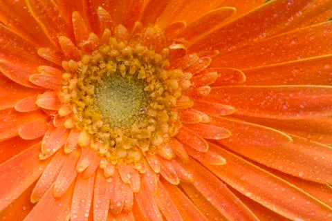 Gerbera Stock Photos