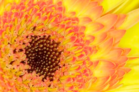 Gerbera Stock Photos