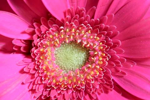Gerbera Stock Photos