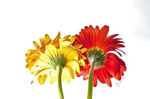Gerbera Stock Photos