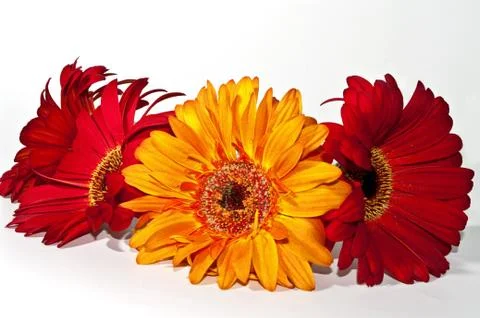 Gerbera Stock Photos