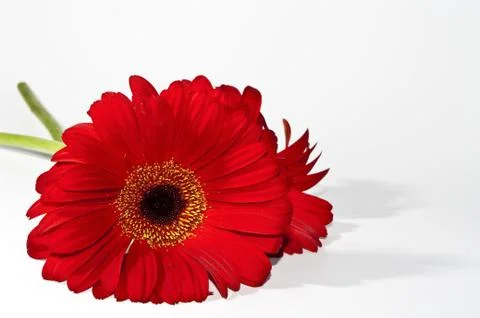 Gerbera Stock Photos