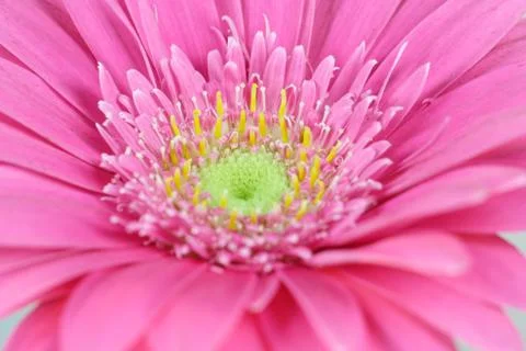 Gerbera Stock Photos