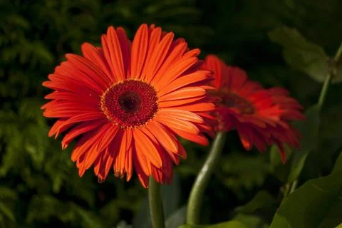 Gerbera Stock Photos