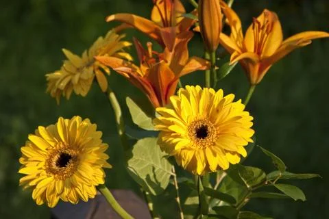 Gerbera Stock Photos