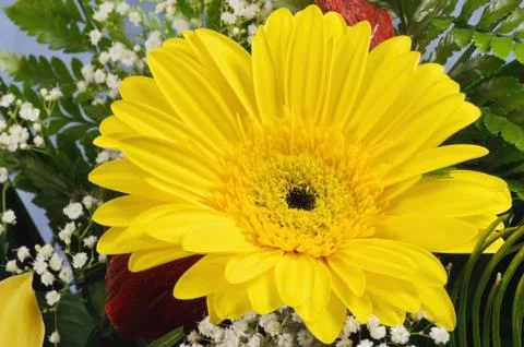 Gerbera Stock Photos