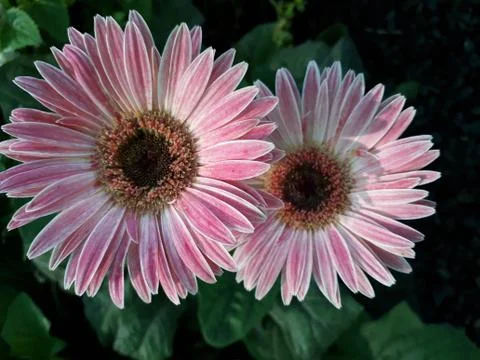 Gerbera Stock Photos