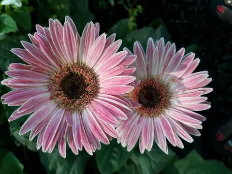 Gerbera Stock Photos