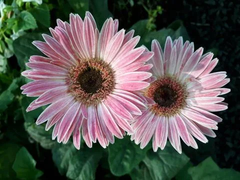 Gerbera Stock Photos