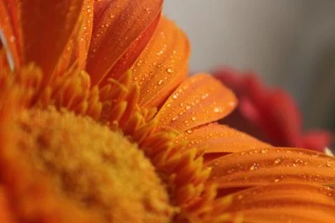 Gerbera Stock Photos