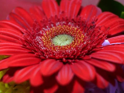 Gerbera Stock Photos