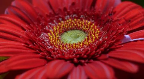 Gerbera Stock Photos