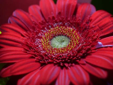 Gerbera Stock Photos