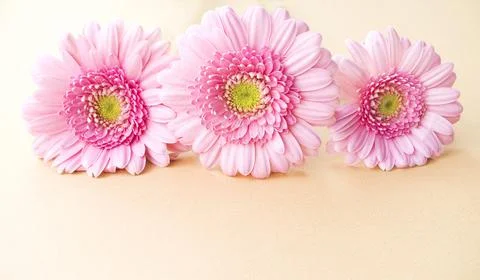 Gerbera Stock Photos