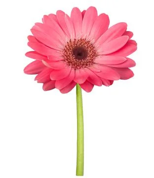 Gerbera Stock Photos
