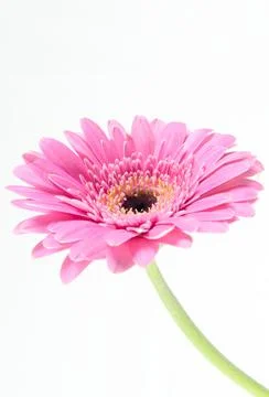 Gerbera Stock Photos