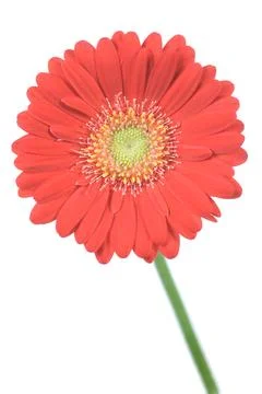 Gerbera Stock Photos