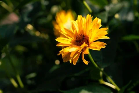 Gerbera Stock-Fotos