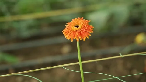 Gerbera PLANT Stock Footage 306693412