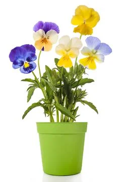 Gerbera plant Stock Photos