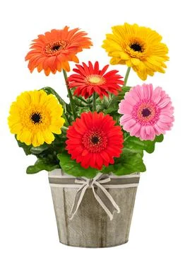 Gerbera plant Stock Photos